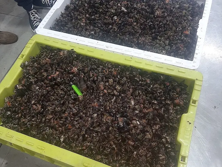 36 kilos de percebes furtivos en Muxia