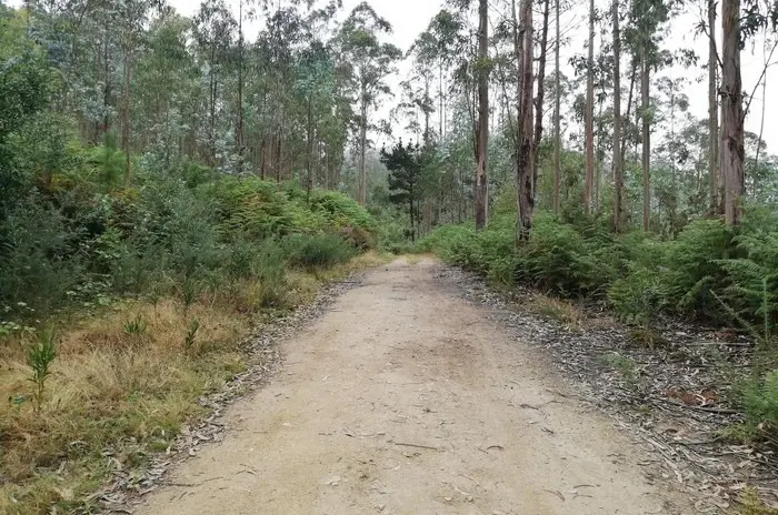 camiño rural