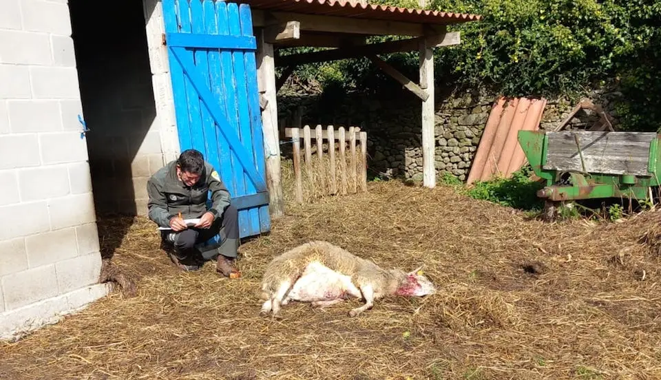 lobo ataque Berdoidas