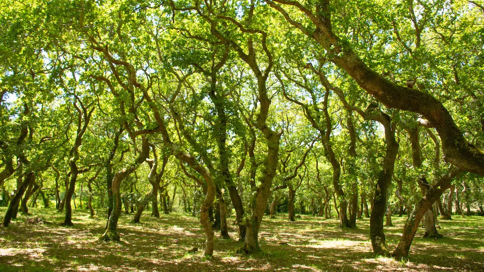 carballeira baio-Arbores Senleiras