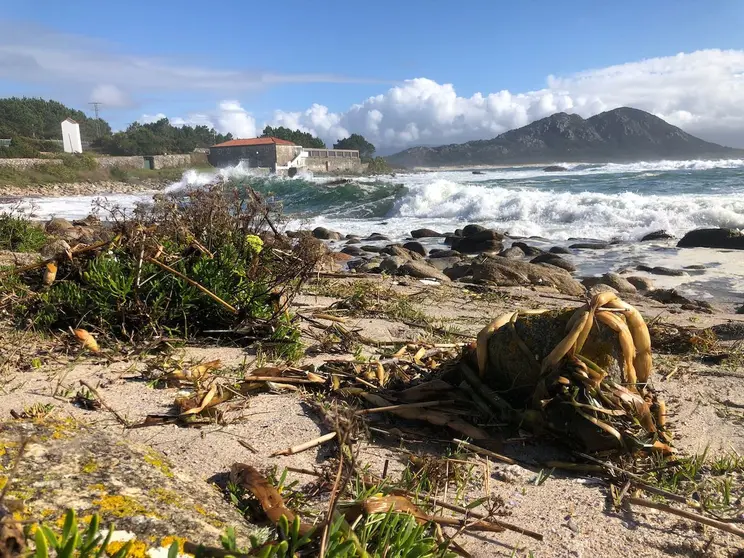 Jacinto nas praias de Muros-Foto-Manuel María Candamo