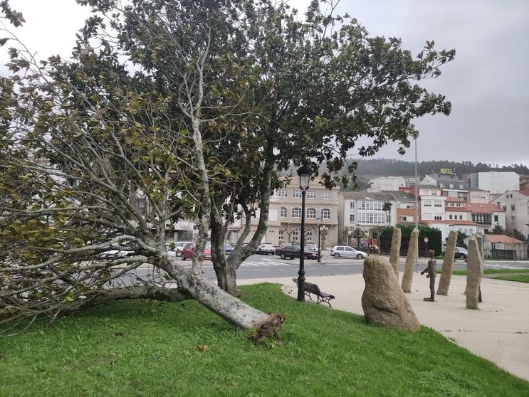Arbore cortada polo vento en Cee-Foto-Rafa Quintans