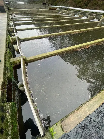 Tanques de alevins da piscifactoria Tres Mares afectados polo vertido