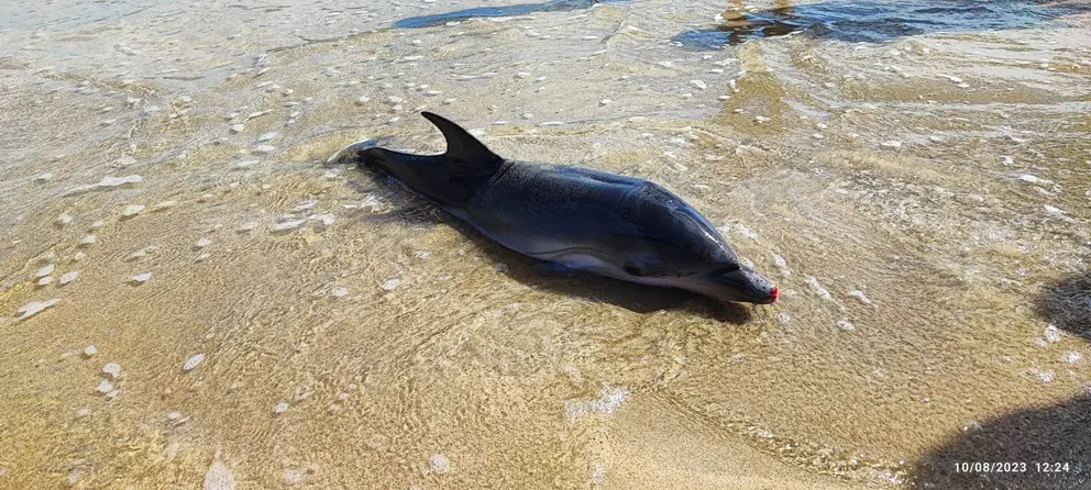 golfiño varado en Malpica