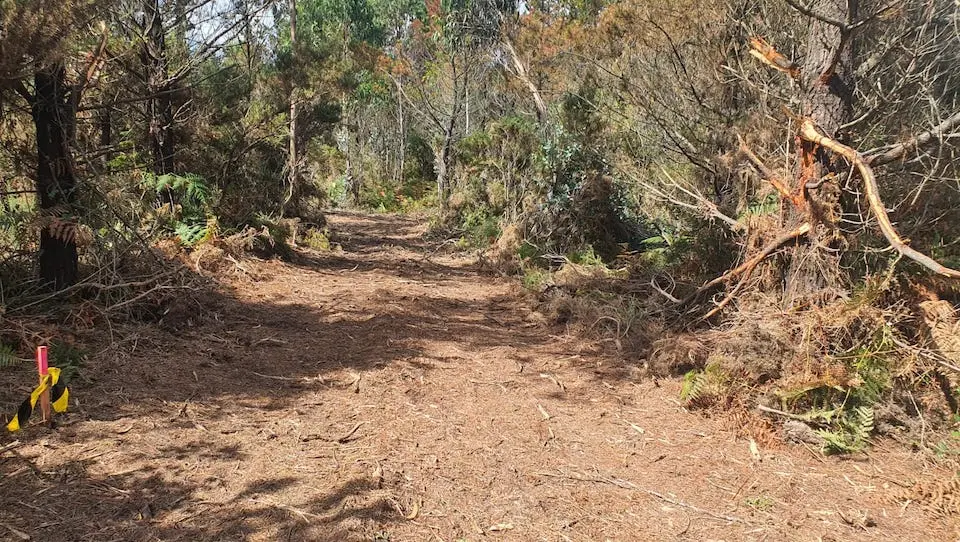 Bosque furado por eolicos en Salgueiros