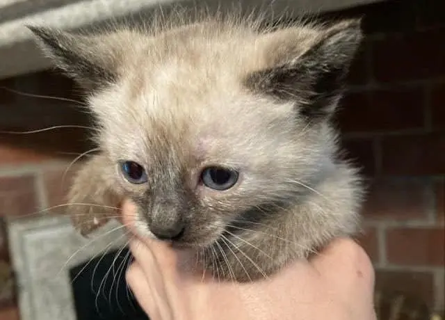 Un gatino rescatado por Salvacadelos