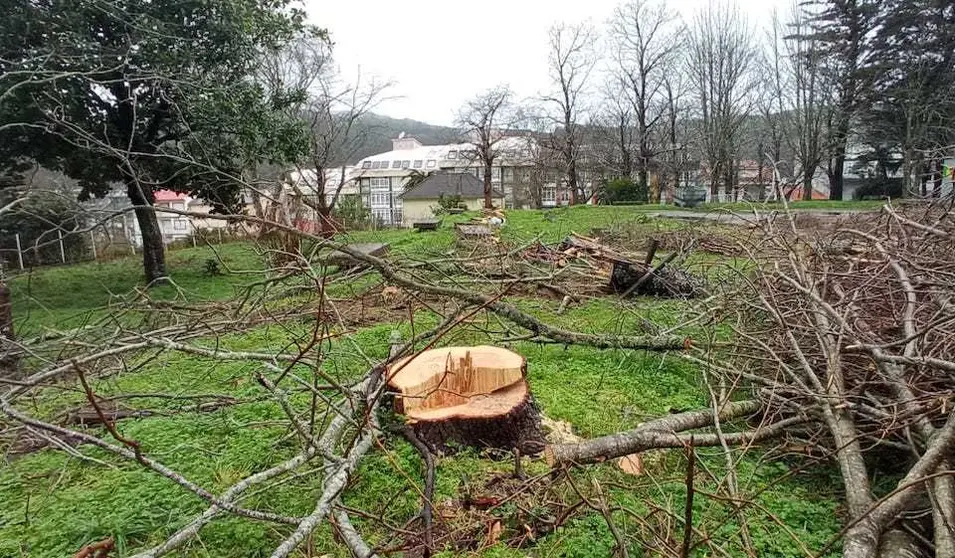 Arboricidio en Cee-Raices