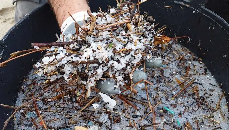 Pellets recollidos en Camarinas por Mar de Fabula