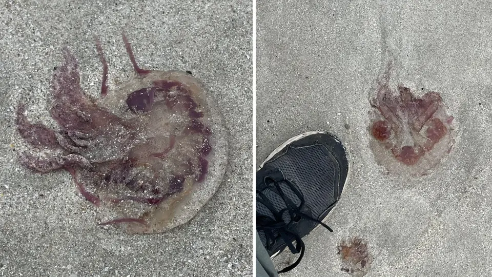 Meduas Pelagia noctiluca na praia d Laxe-Foto-Victor Mira