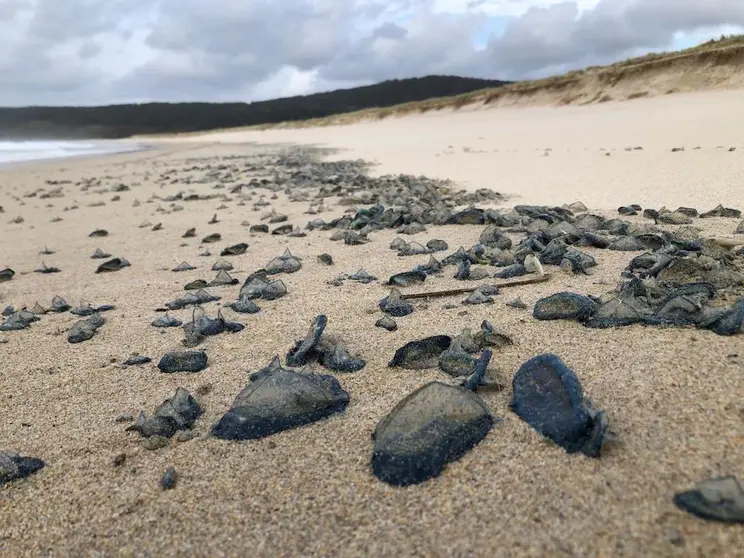 Veleirinos Velella Velellla en Fisterra.Foto-Felipe Sar