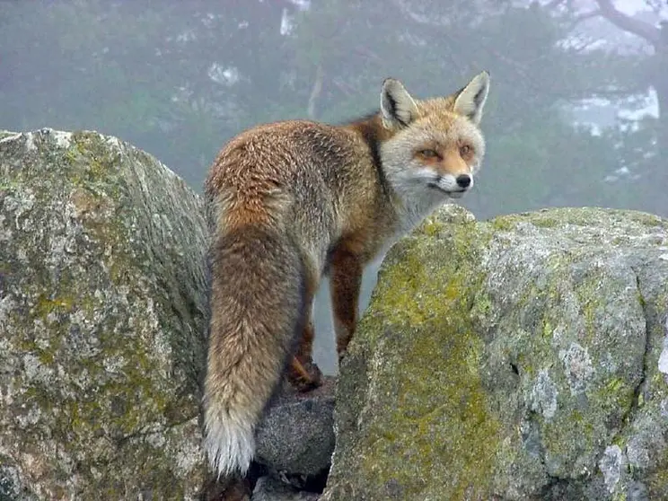 raposo
