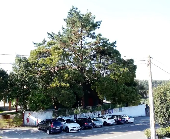 Arbore descontrolada en Buno