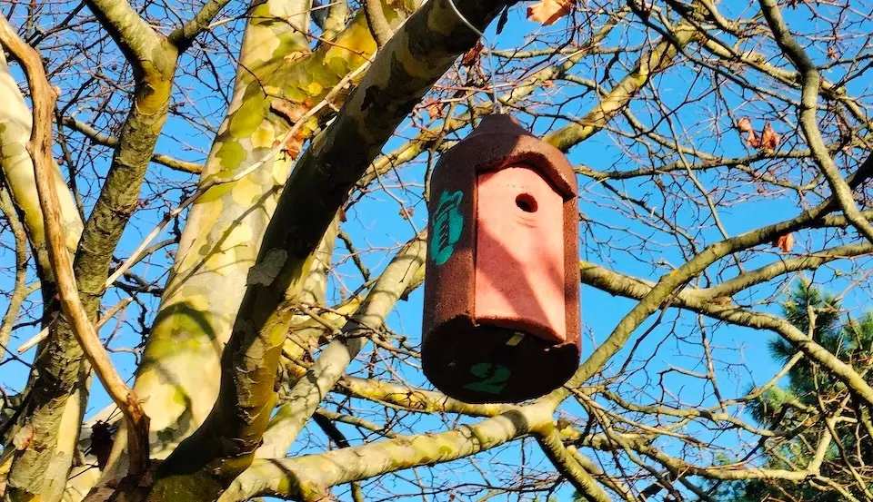 Caixa niño morcego balares