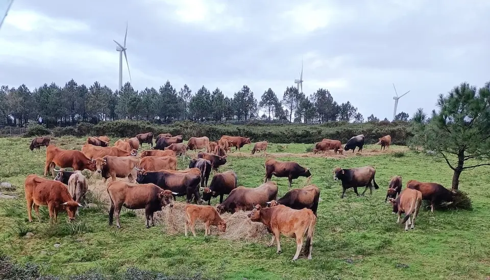 Vacas no Man Común de Montecelos de Vimianzo