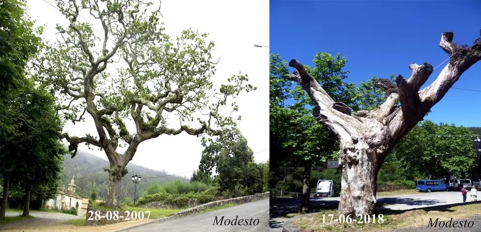 Arbores do lugar de Caforra-Dumbria