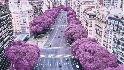 Jacarandas na Avenida de Bos Aires-Foto-Juan Carr