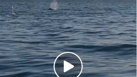 candorcas fisterra video