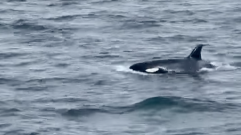 Candorcas en Fisterra