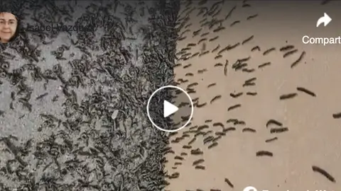 Plaga vermes Baio Video