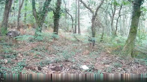 lobos en canduas copia