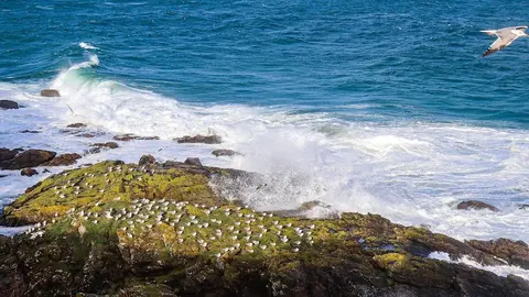 Gaivotas no temporal de Fisterra-Foto-Steffen PFeiffer
