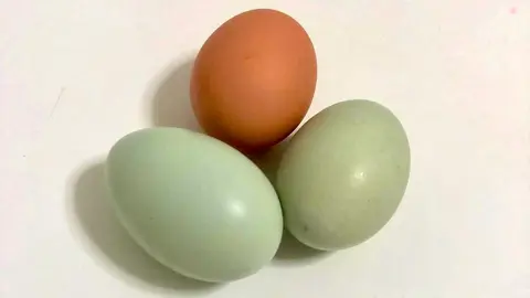 o oveiro de Abraham Trillo