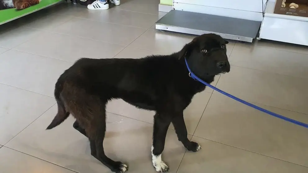 Unha das 3 cadelas rescatadas na Clinica Veterinaria Argos de Cee