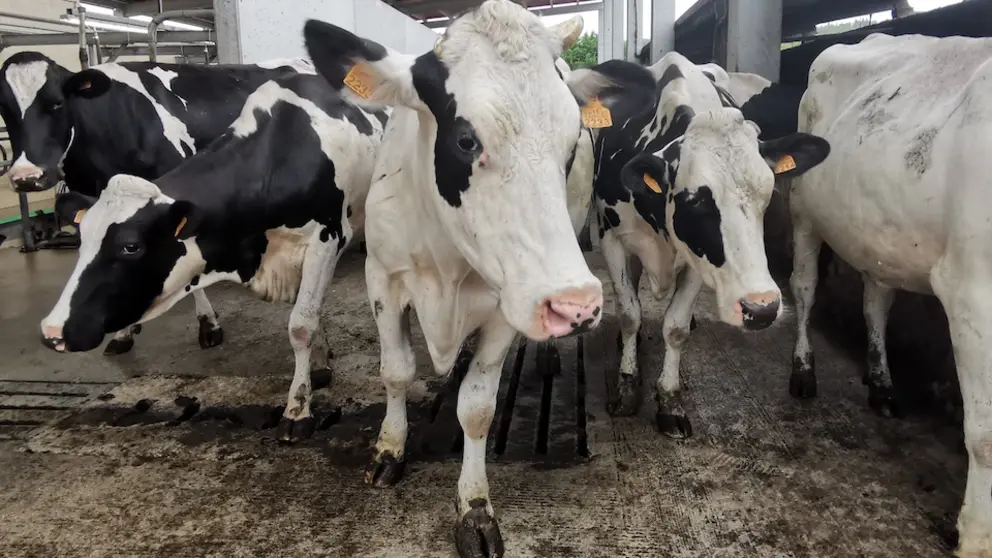vacas nunha granxa costeira