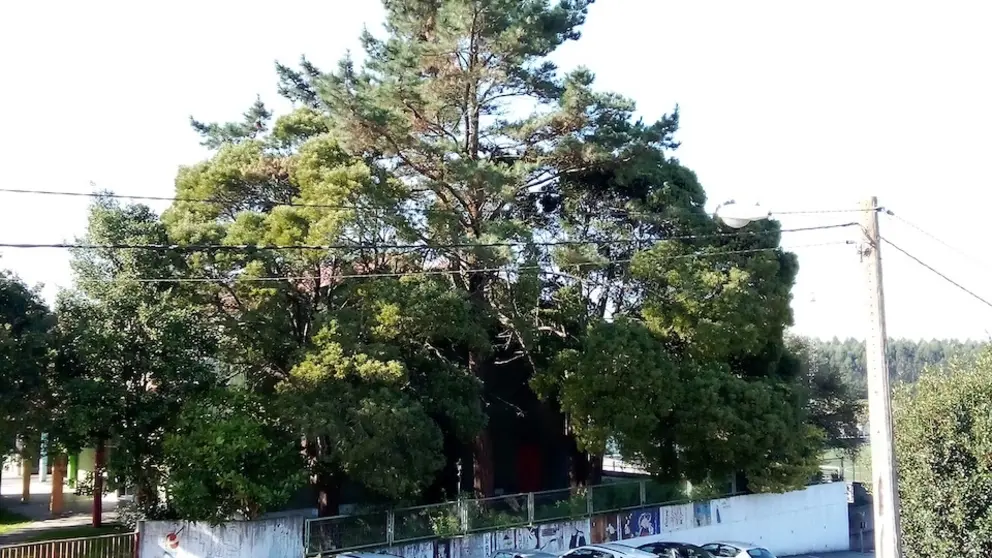 Arbore descontrolada en Buno