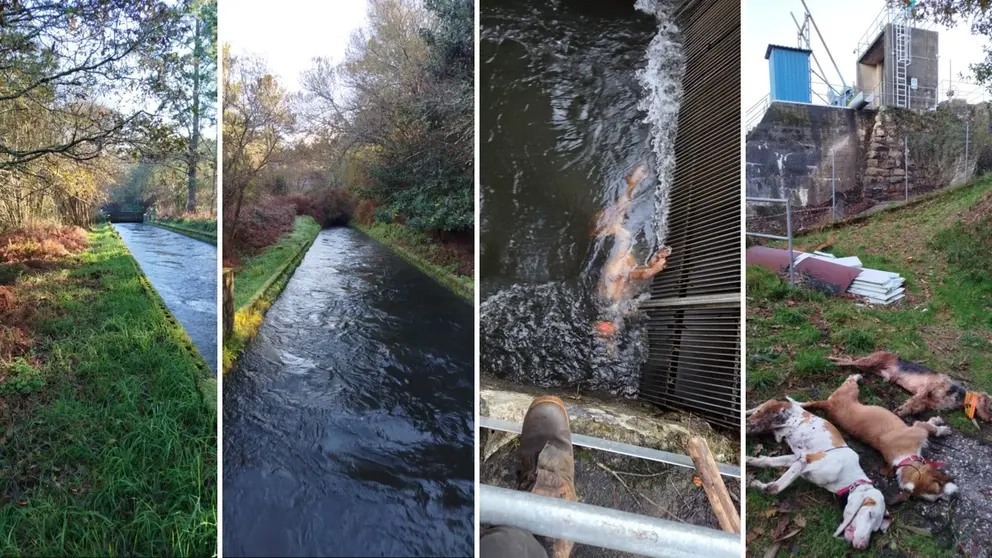 canle de Carantona cans mortos