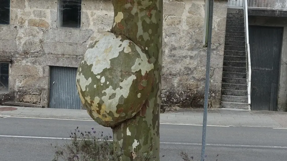 Banano da Grixa-Dumbria