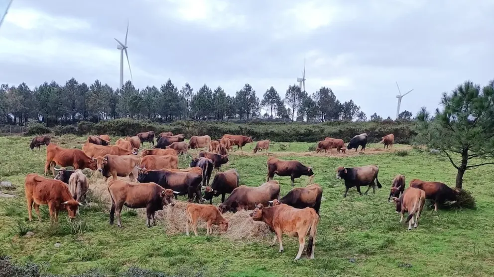 Vacas no Man Común de Montecelos de Vimianzo