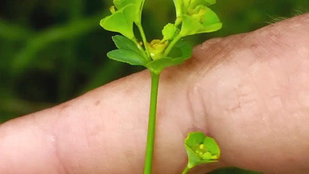 Euphorbia uliginosa en Carballo