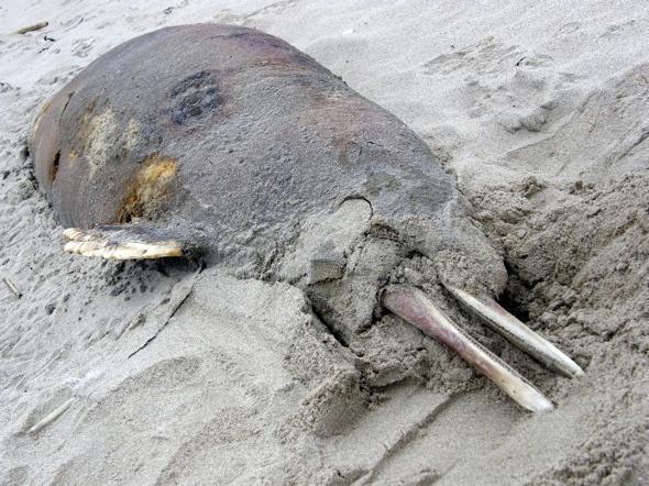 Caldeirón varado na praia Langosteira - Foto: Xusto Gómez