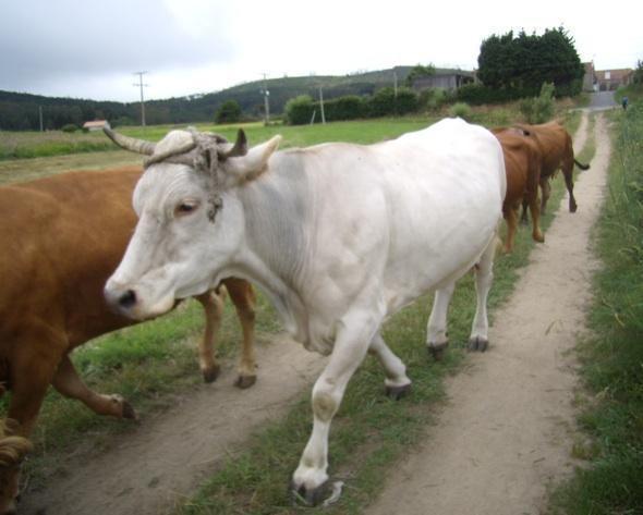 Vacas