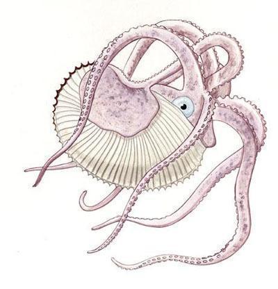 Argonauta debuxo