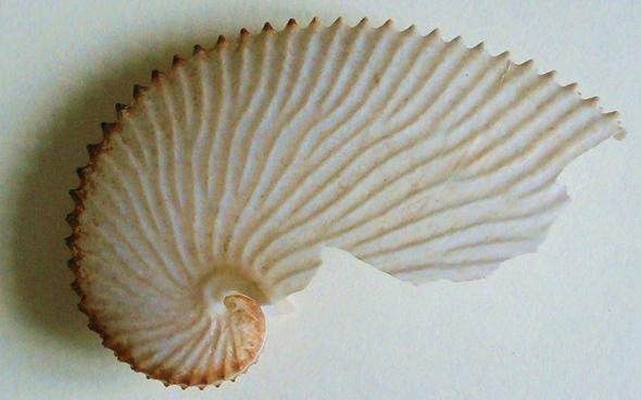 Argonauta tuberculata - Tesouros
