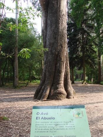 O avo de Chavin