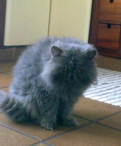 Gato Persa