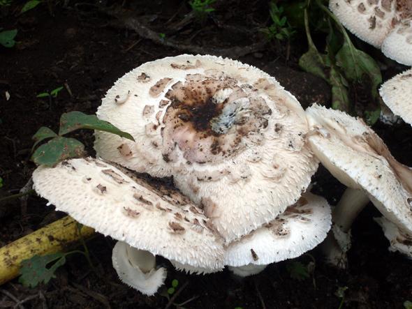 Lepiotas-fermosas-de-cultivo-en-Zas-Foto-Stevo-Lema