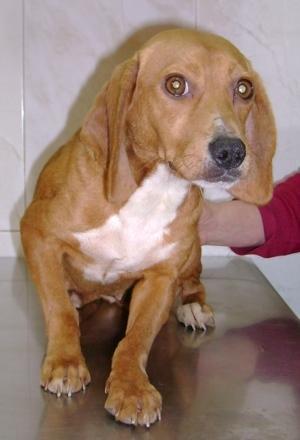 Cadela marron