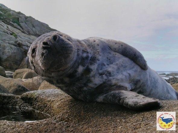 Foca Nariga cando foi rescatada na Punta malpicá - Foto- CEMMA