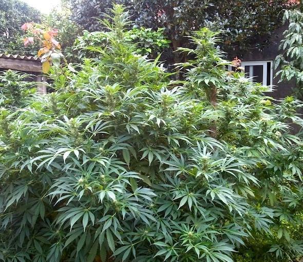Plantas de marihuana incautadas en Cores-Ponteceso Plantas de marihuana incautadas en Cores-Ponteceso