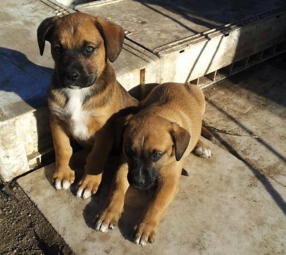 cachorrines Estes cachorrines buscan fogar en Salvacadelos