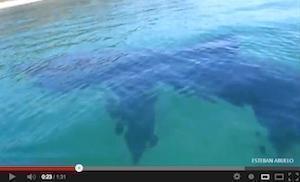 Tiburon Peregrino nas augas da ria de Fisterra