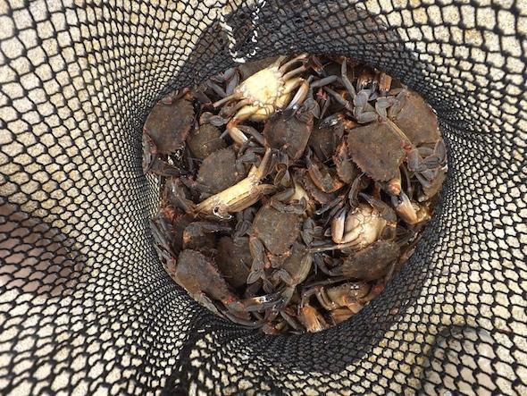 necoras incautadas en Malpica Nécoras incautadas en Malpica