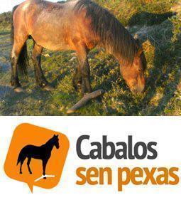Cabalos sen pexas Para evitar que cabalos coma este fiquen sen pexas na Costa da Morte
