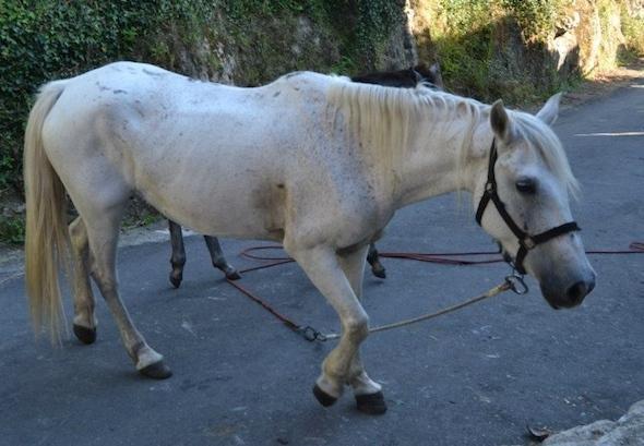 A besta levaba 16 anos en casa non no monte A besta levaba 16 anos en casa non no monte