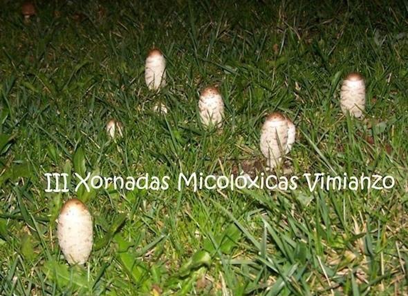 Xornadas Micoloxicas de Vimianzo Xornadas Micoloxicas de Vimianzo