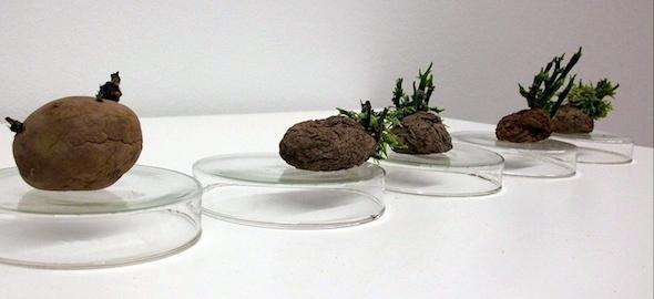 Proceso de putrefaccion da pataca de Coristanco no CGAC-Foto-Certo Proceso de putrefaccion da pataca de Coristanco no CGAC-Foto-Certo